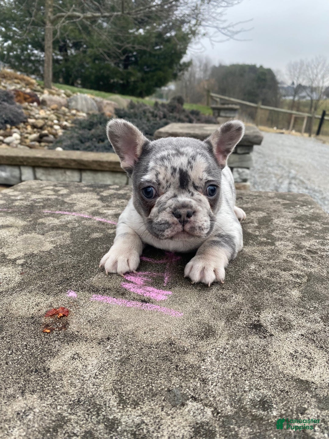 French Bulldog dogs for sale: Sammy - Ad 5