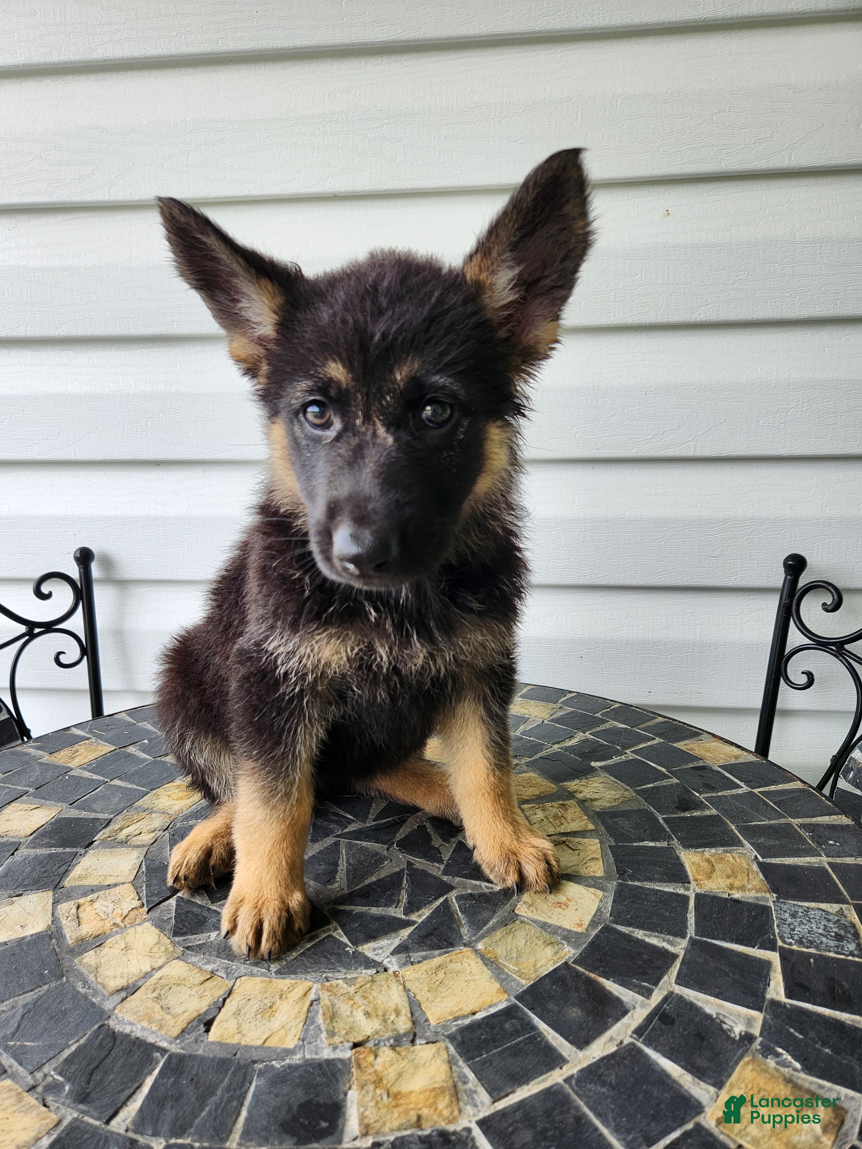 German Shepherd dogs Gracie - Ad 1