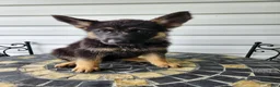 German Shepherd dogs for sale: Gracie - Ad 1