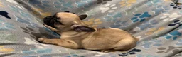 Frug dogs for sale: Hazel - Ad 2