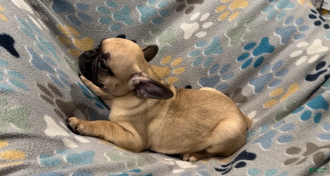 Frug dogs for sale: Hazel - Ad 2