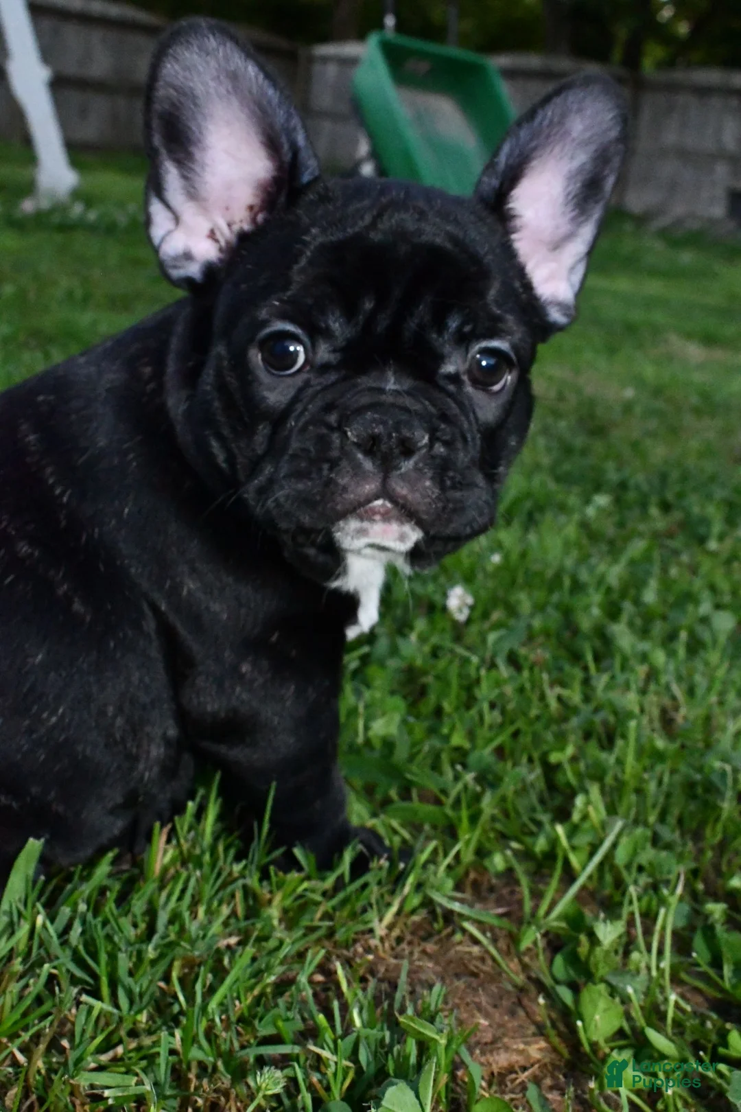 French Bulldog dogs for sale: Roxie - Ad 1
