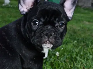 French Bulldog dogs for sale: Roxie - Ad 1