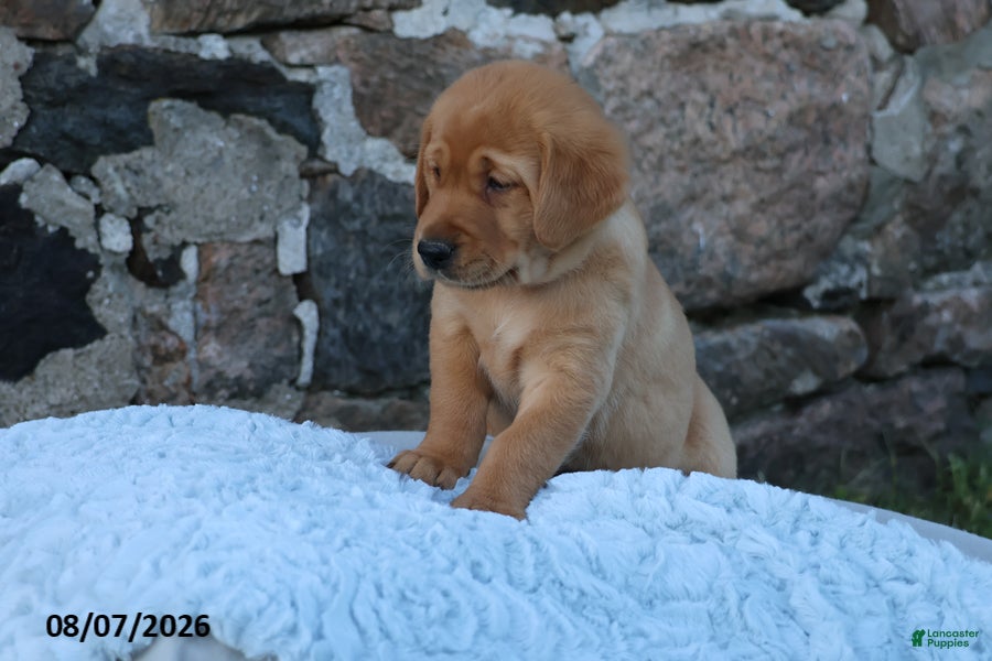 Goldador dogs Honda - Ad 2