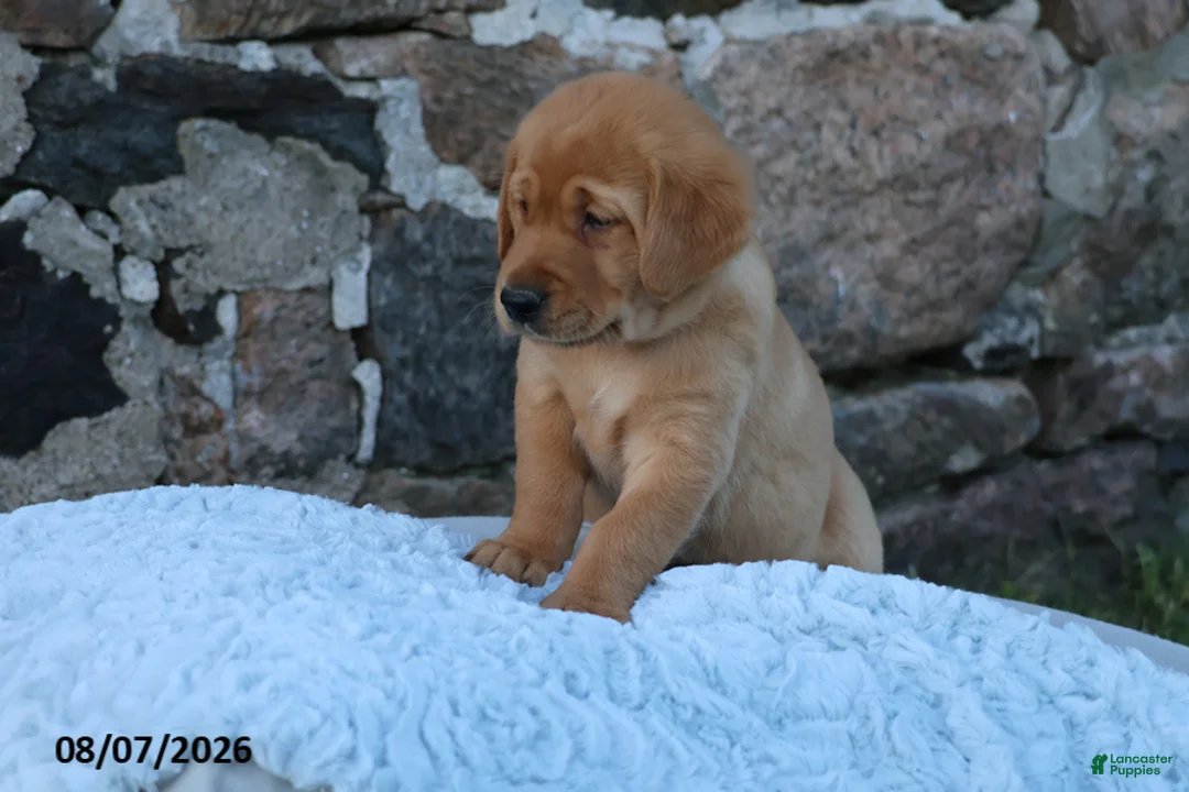 Goldador dogs for sale: Honda - Ad 2