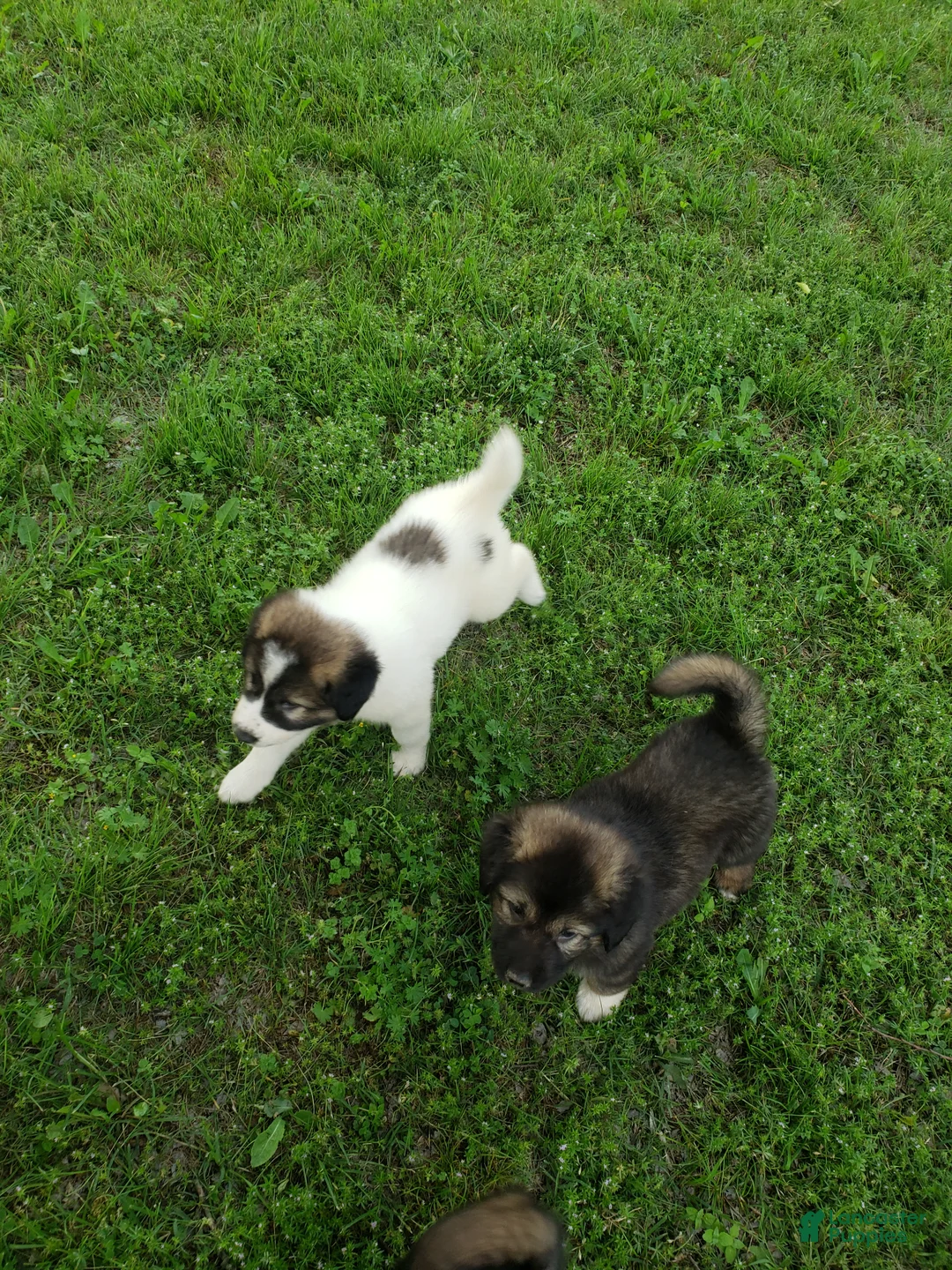 Caucasian Shepherd Dog dogs for sale: Caucasian Shepherd Dog Puppy 10 - Ad 1