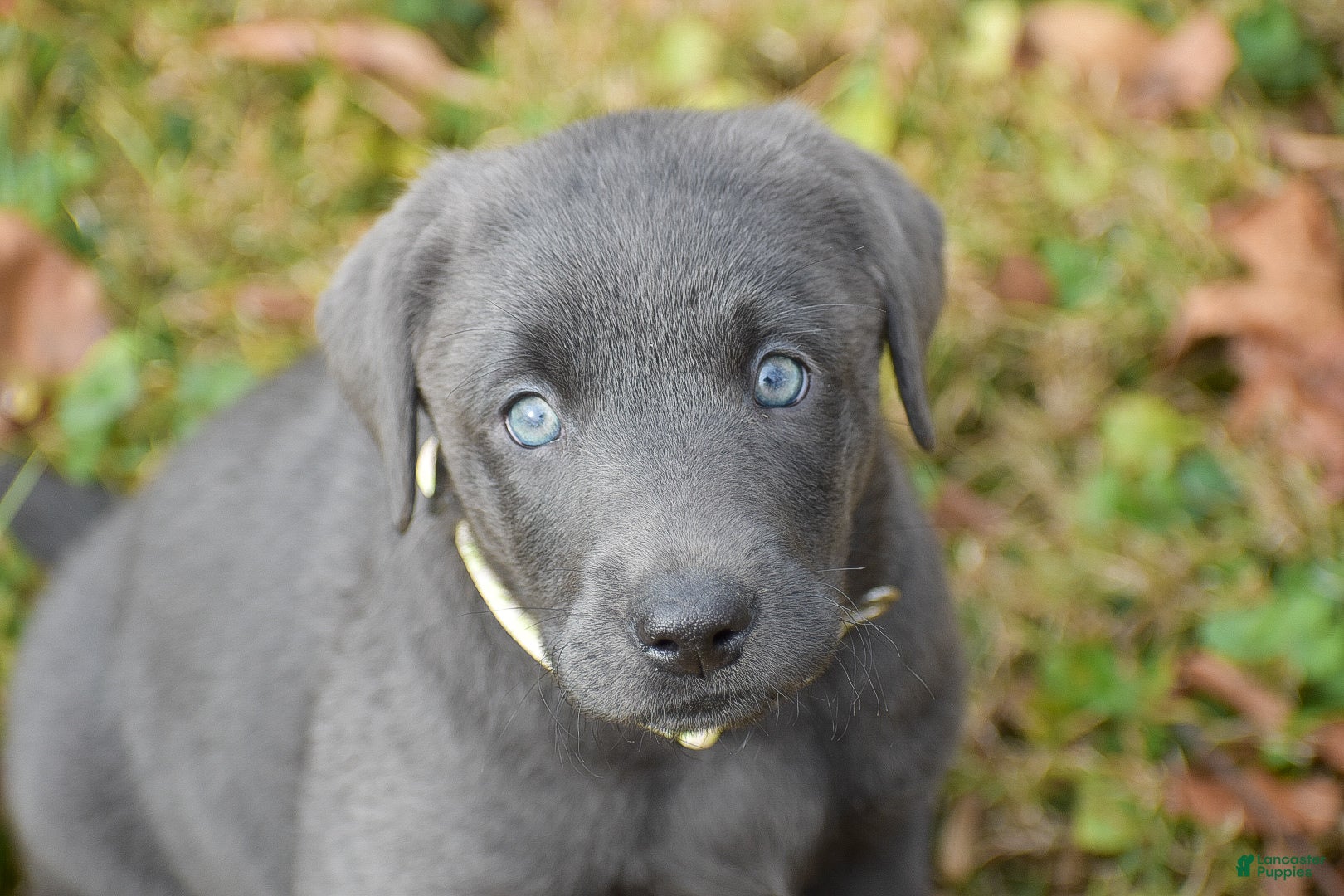 Labrador Retriever dogs Ivy - Ad 35
