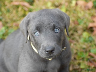 Labrador Retriever dogs Ivy - Ad 42