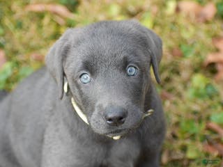 Labrador Retriever dogs Ivy - Ad 24