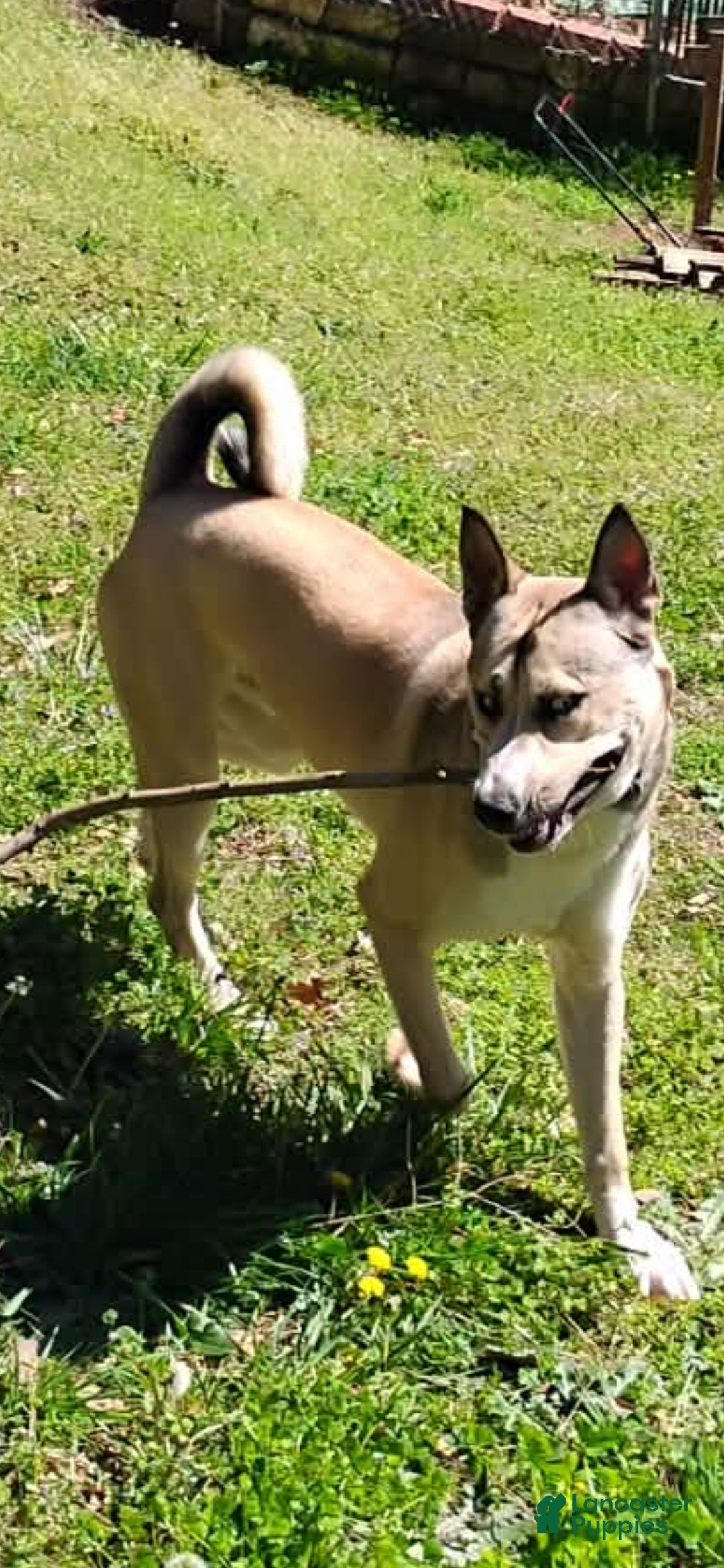 Affenpinscher dogs Tanner - Ad 1