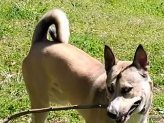 Affenpinscher dogs Tanner - Ad 2