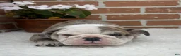 English Bulldog dogs for sale: Teresa - Ad 3