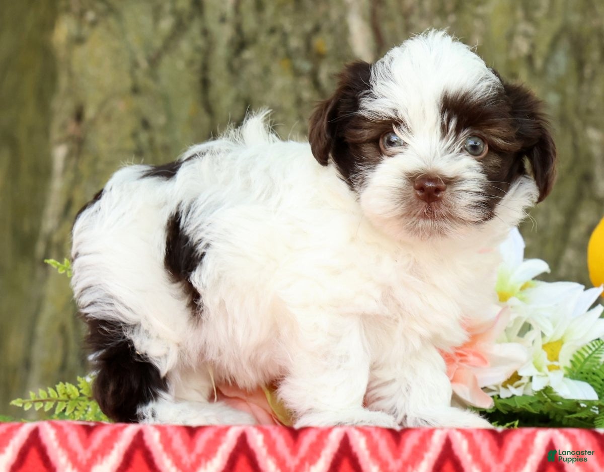 Havanese dogs Landon - Ad 1