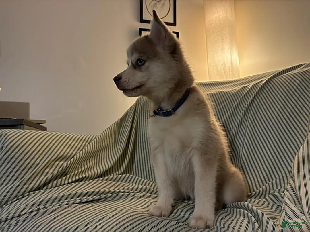 Pomsky dogs for sale: Frost - Ad 5
