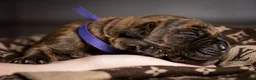 Cane Corso dogs for sale: Midnight Groove’s So Anxious - Ad 3
