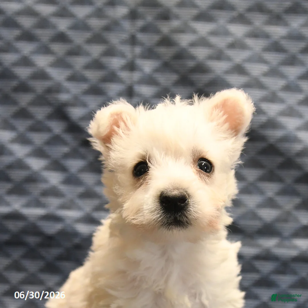 West Highland Terrier dogs for sale: Ginger - Ad 5