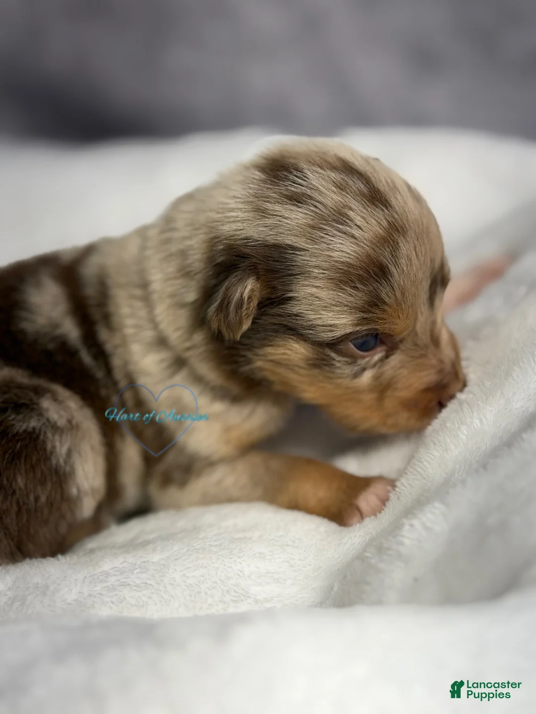 Australian Shepherd dogs for sale: Australian Shepherd Puppy 10 - Ad 2