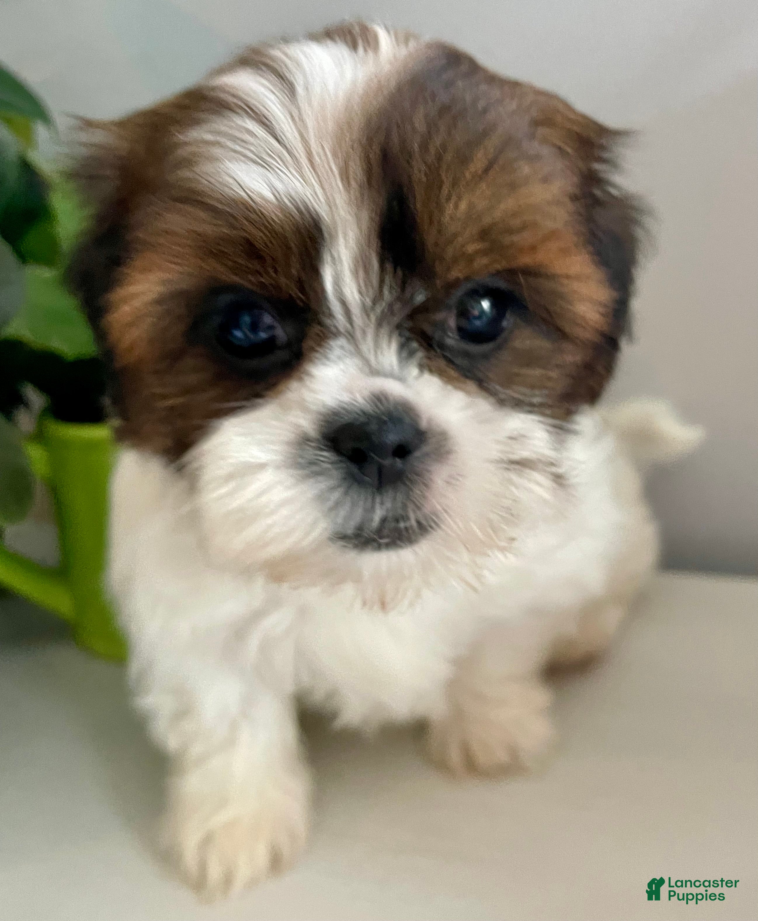 Shih Tzu dogs Little Lily - Ad 1