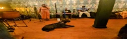 Presa Canario dogs for sale: Presa Canario Puppy 1 - Ad 5