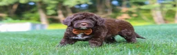Portuguese Water Dog dogs for sale: Dax - Ad 3