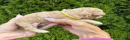 Goldendoodle dogs for sale: Yellow - Ad 2