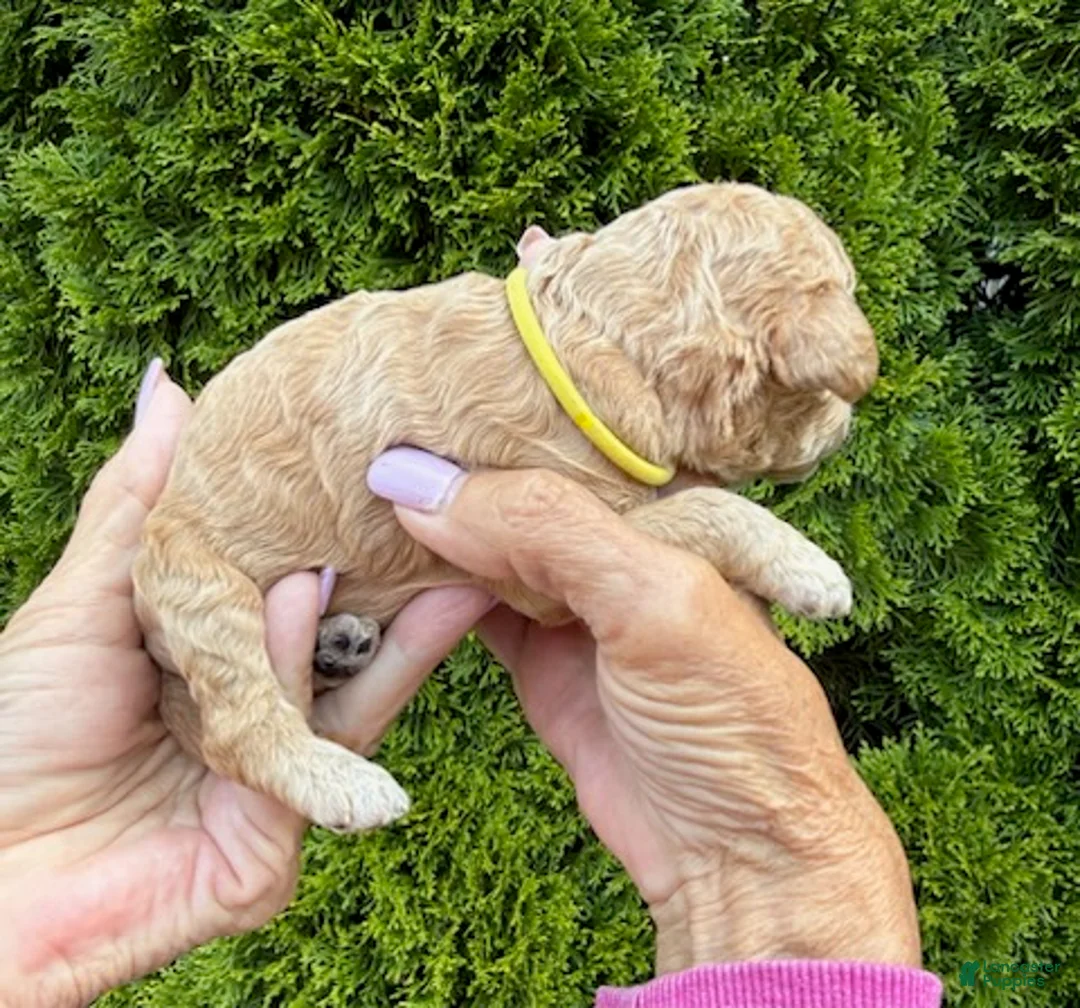 Goldendoodle dogs for sale: Yellow - Ad 2