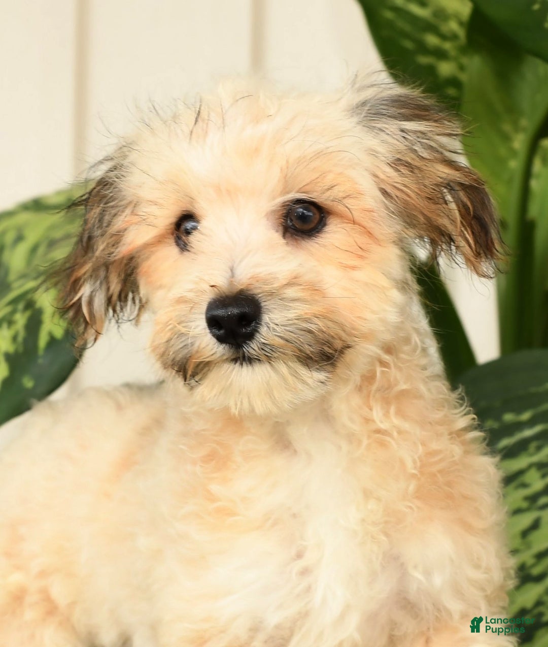 Havapoo dogs for sale: Owen - Ad 1