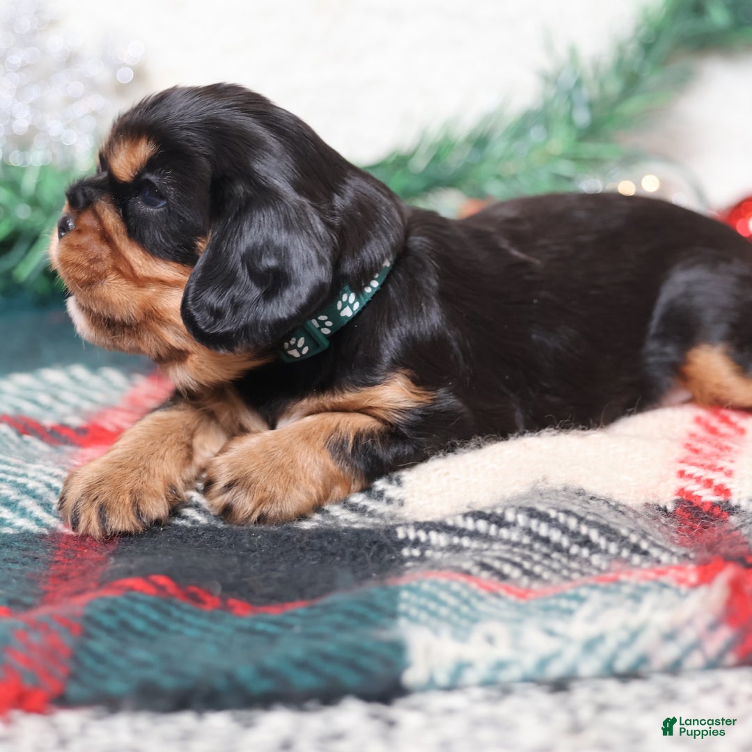 Cavalier King Charles Spaniel dogs for sale: Gizmo | Genetically Screened  - Ad 6