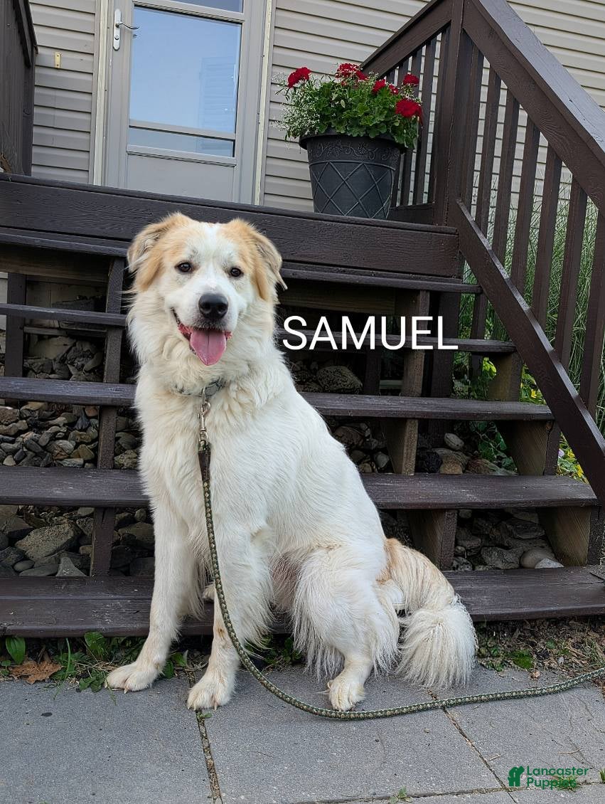 Mixed Breed dogs Samuel - Ad 2