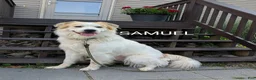 Mixed Breed dogs for sale: Samuel - Ad 2