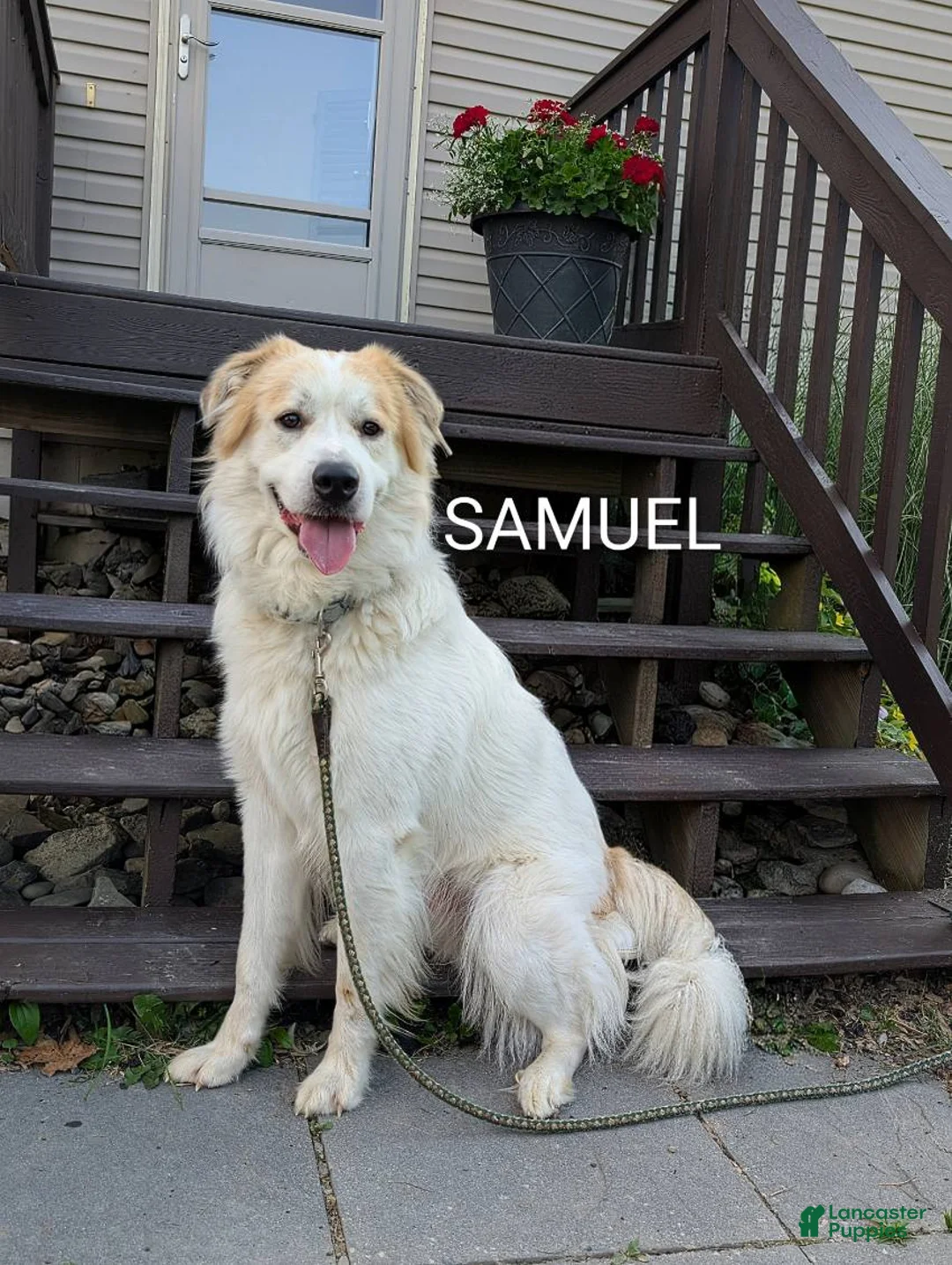 Mixed Breed dogs for sale: Samuel - Ad 2