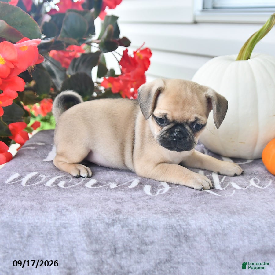 Puggle dogs Honey - Ad 2