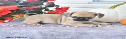 Puggle dogs for sale: Honey - Ad 2