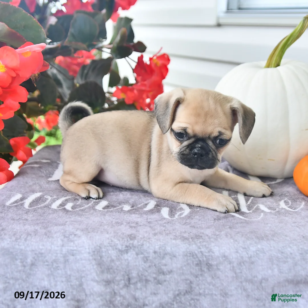 Puggle dogs for sale: Honey - Ad 2