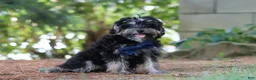 Yorkiepoo dogs for sale: Spike - Ad 3