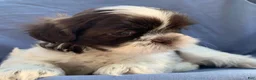 Shih Tzu dogs for sale: Milo - Ad 9