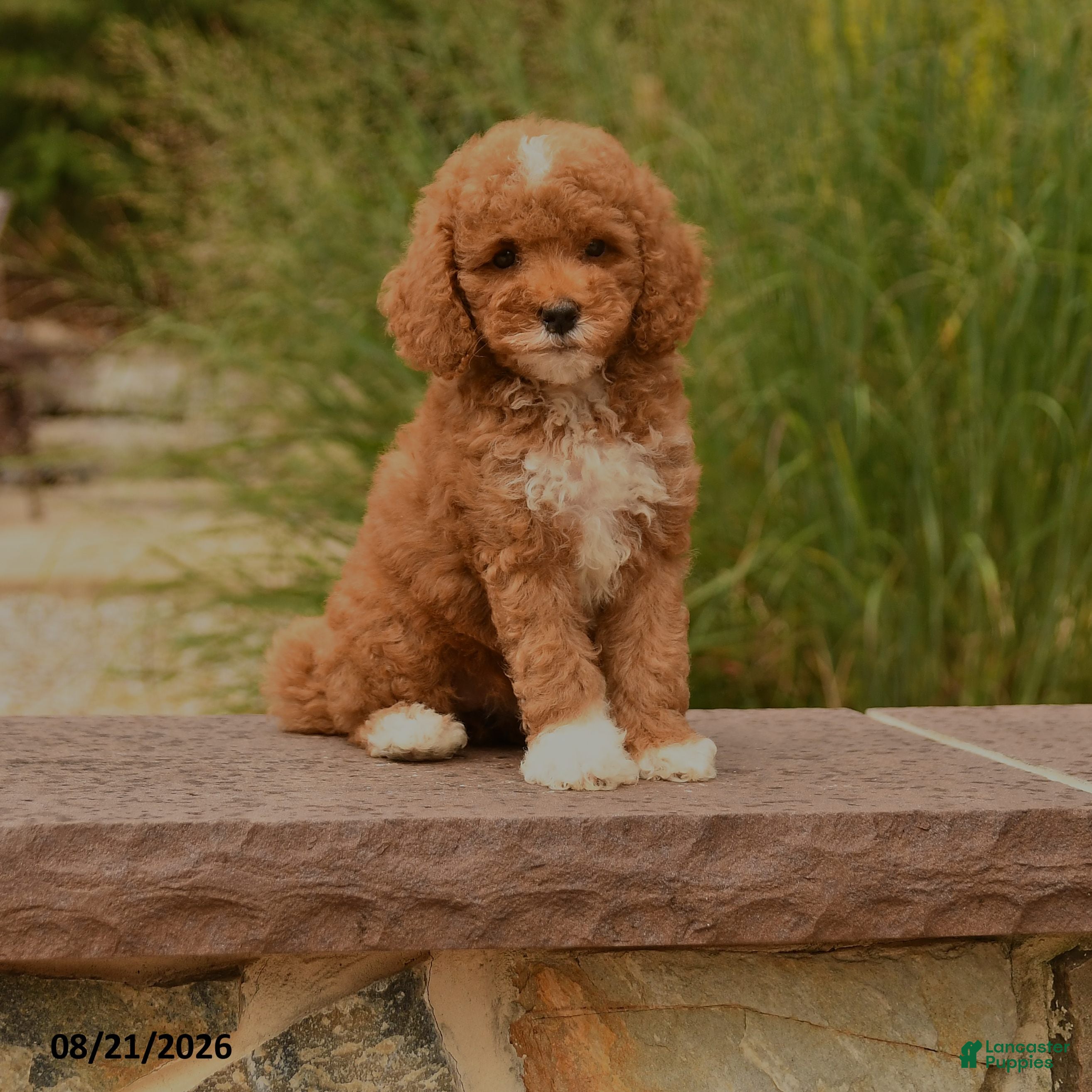 Cockapoo dogs Olivia - Ad 1