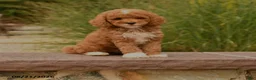 Cockapoo dogs for sale: Olivia - Ad 3
