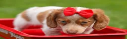 Miniature Dachshund dogs for sale: OSCAR - Ad 3