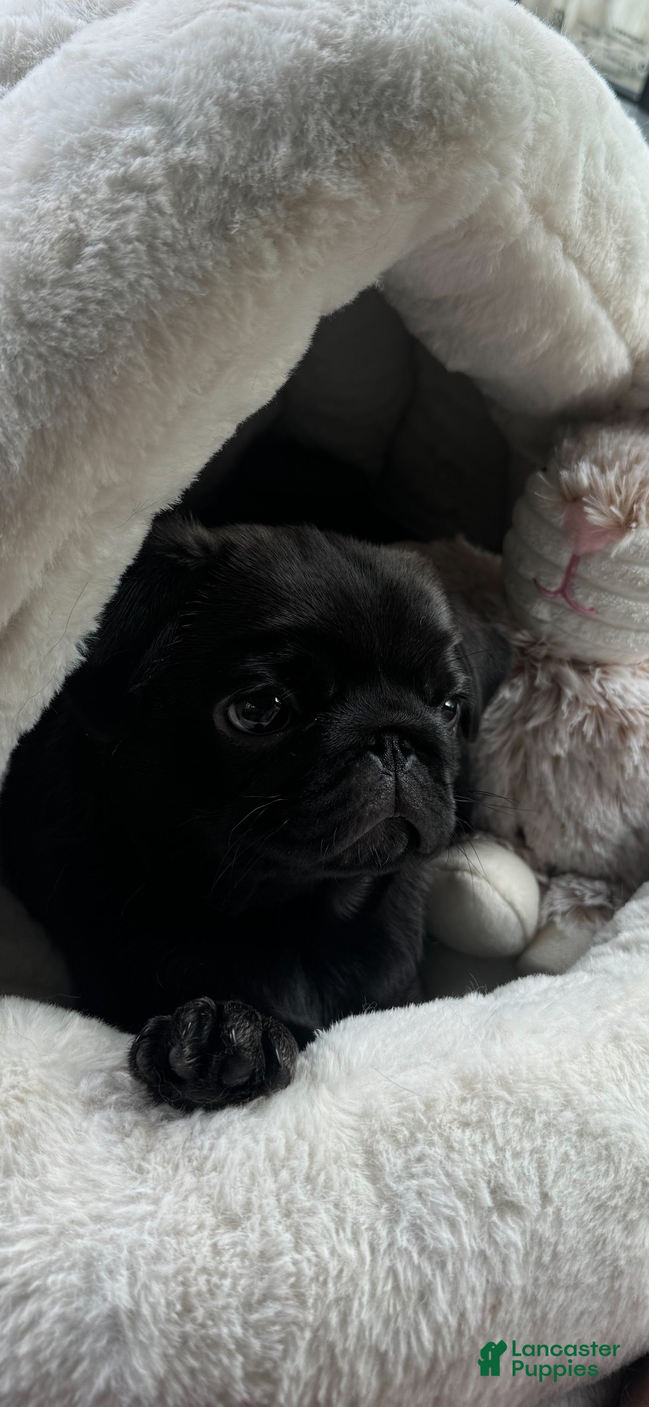 Pug dogs for sale: Dior - Ad 7