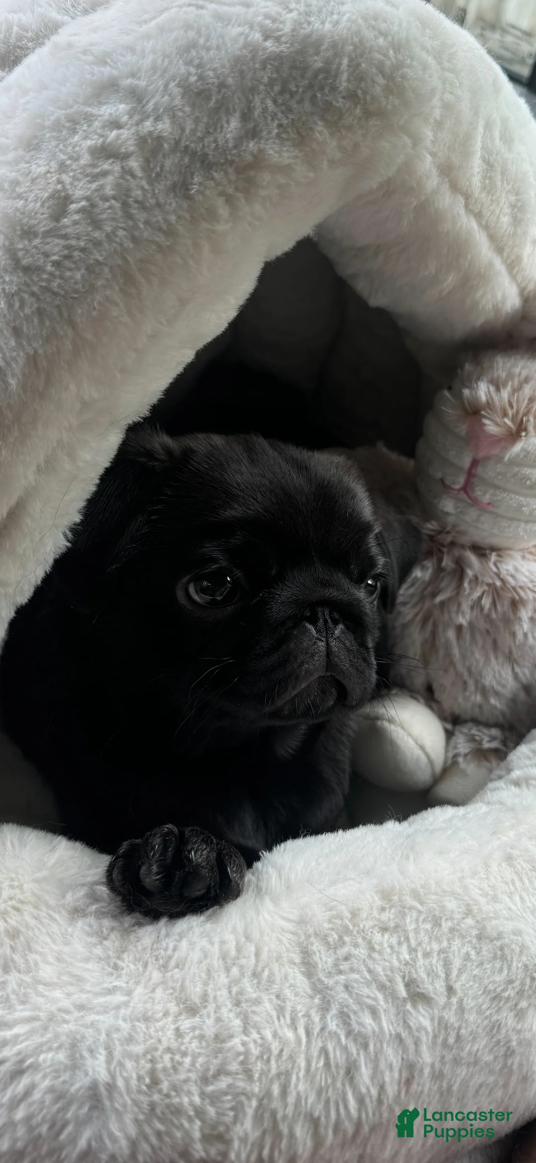 Pug dogs for sale: Dior - Ad 1