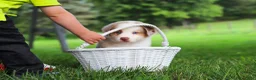 Miniature Australian Shepherd dogs for sale: Leo - Ad 8