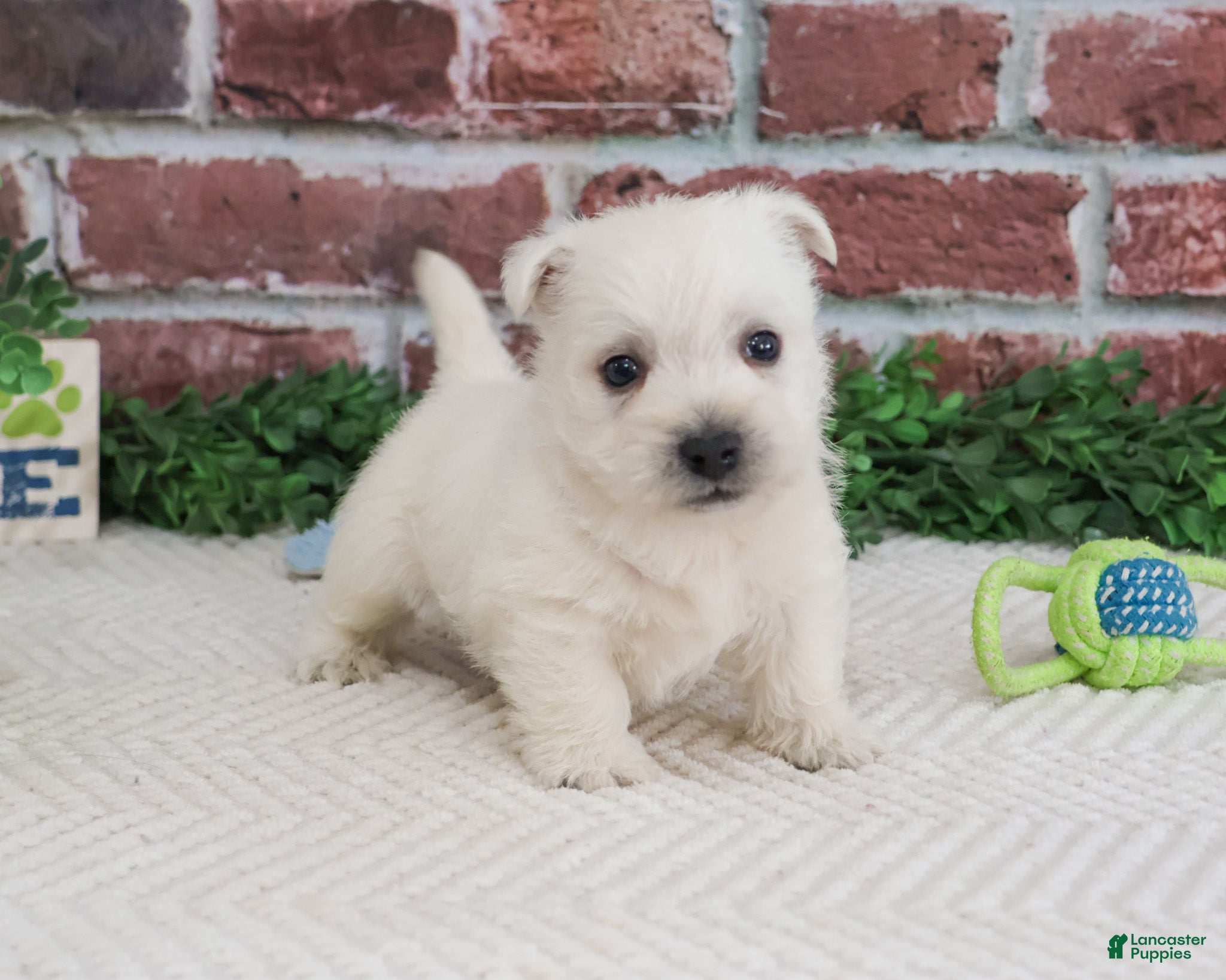 West Highland Terrier dogs Lemuel - Ad 15