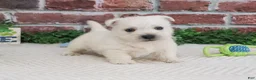 West Highland Terrier dogs for sale: Lemuel - Ad 1