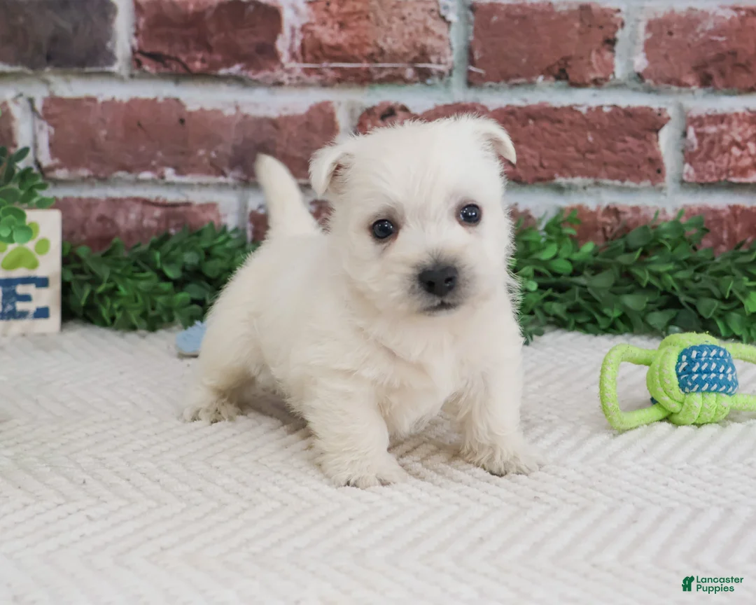 West Highland Terrier dogs for sale: Lemuel - Ad 1
