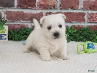 West Highland Terrier dogs Lemuel - Ad 15