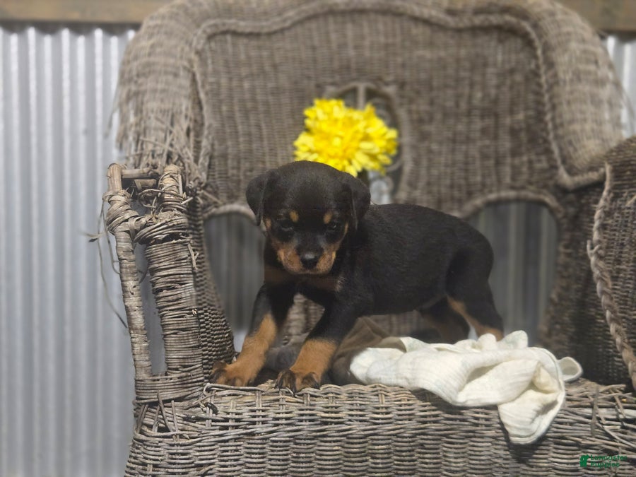 Rottweiler dogs Timothy - Ad 1