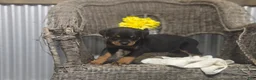 Rottweiler dogs for sale: Timothy - Ad 1