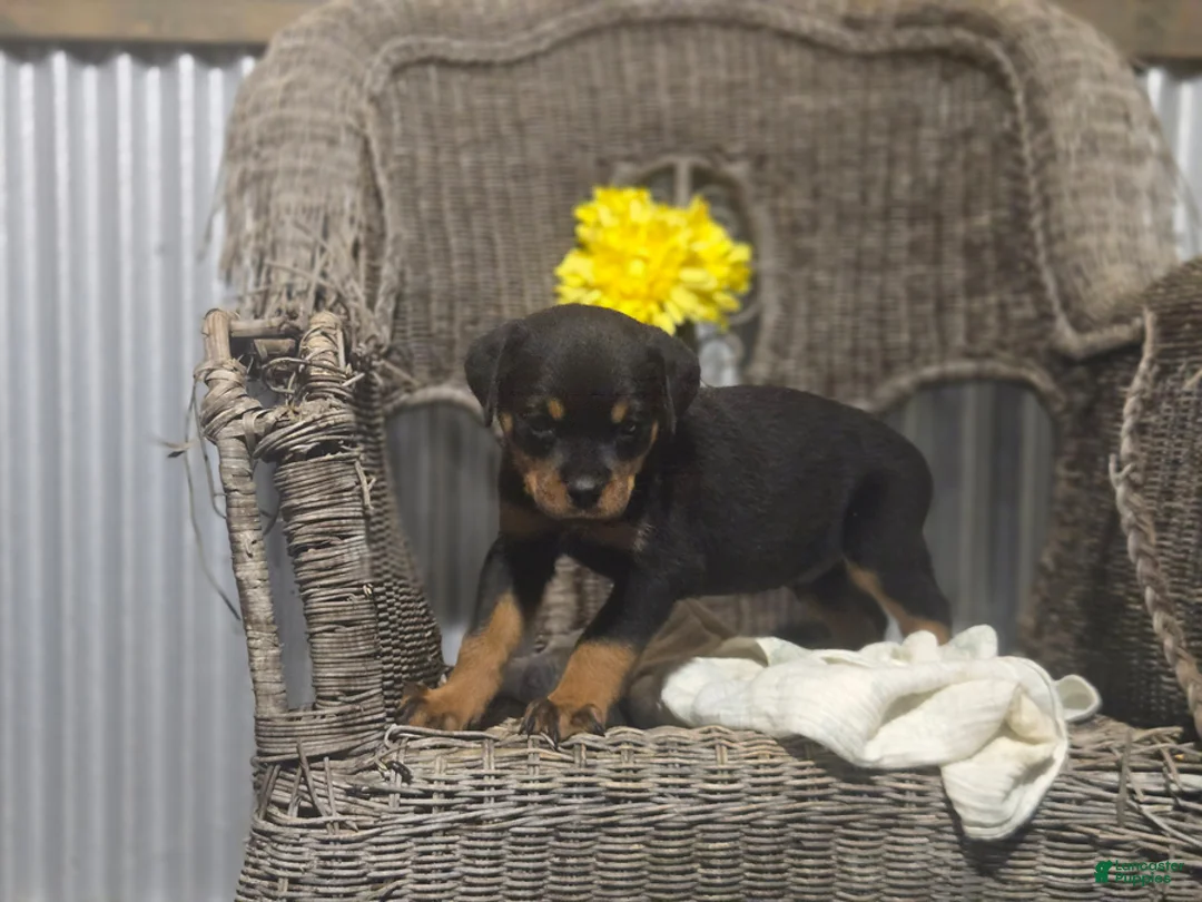 Rottweiler dogs for sale: Timothy - Ad 1