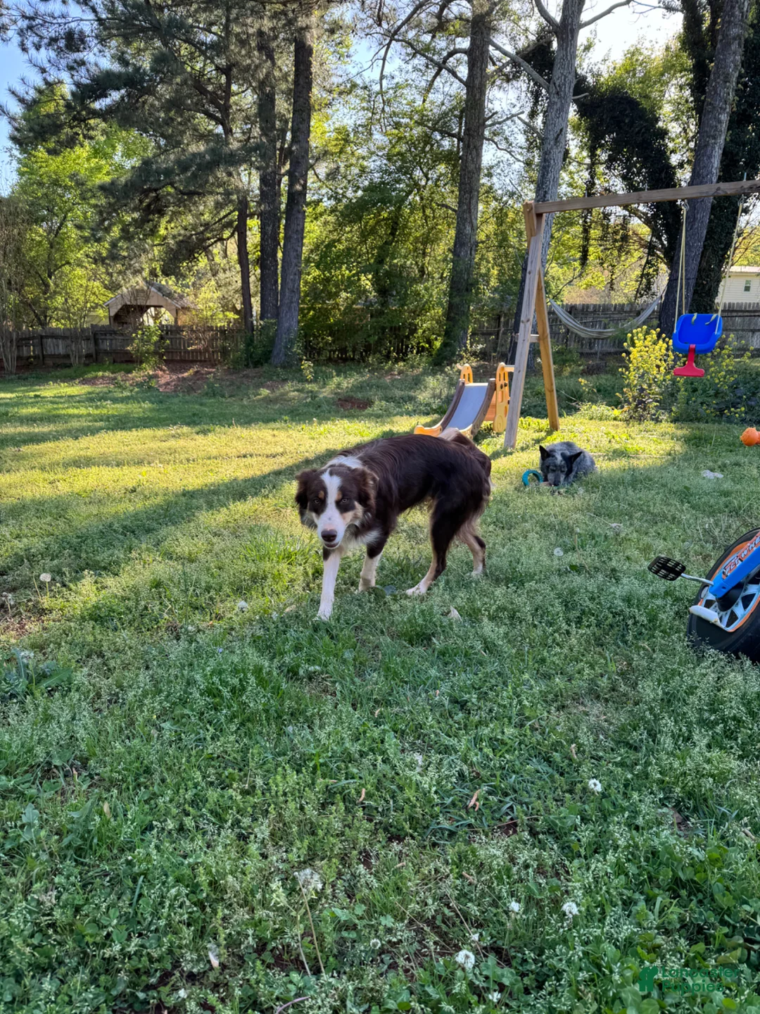 Border Collie dogs for sale: Lucky - Ad 2